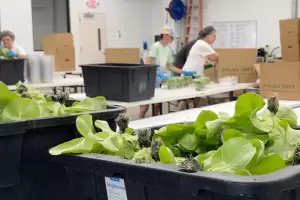 EE.UU. confirm� las primeras muertes por cyclospora y apuntan a una lechuga de M�xico
