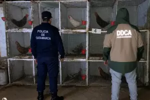 Desbaratan una red de ri�as de gallos en Catamarca