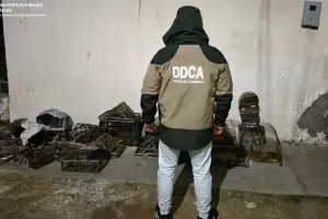 Allanamiento en Capital: secuestran aves, tramperas y jaulas