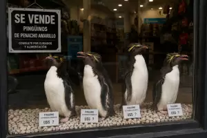 Triste: venden 4 ping�inos del ex Mar del Plata Aquarium para afrontar gastos