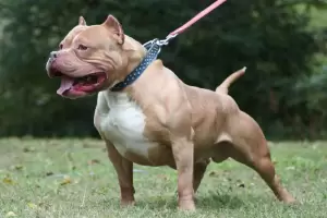 Una beba de cuatro meses muri� tras ser atacada por un pitbull mientras dorm�a