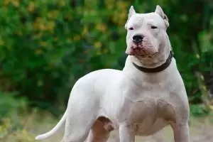 Conmoci�n: una nena de dos a�os muri� tras ser mordida por los dogos de su t�o