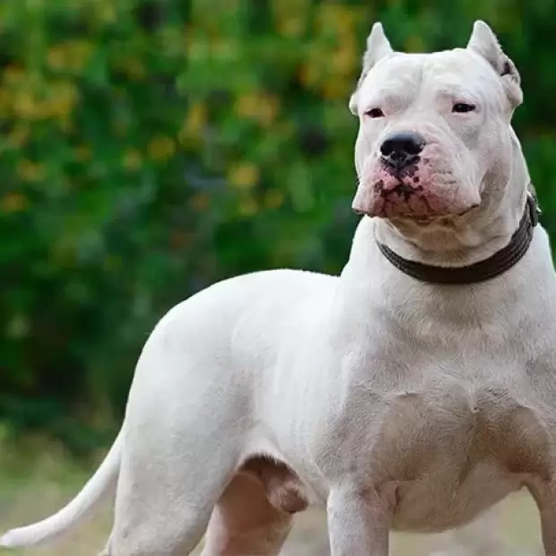 Conmoci�n: una nena de dos a�os muri� tras ser mordida por los dogos de su t�o