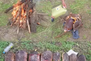 Catamarca: transportaba ocho quirquinchos muertos en una camioneta y terminaron incinerados