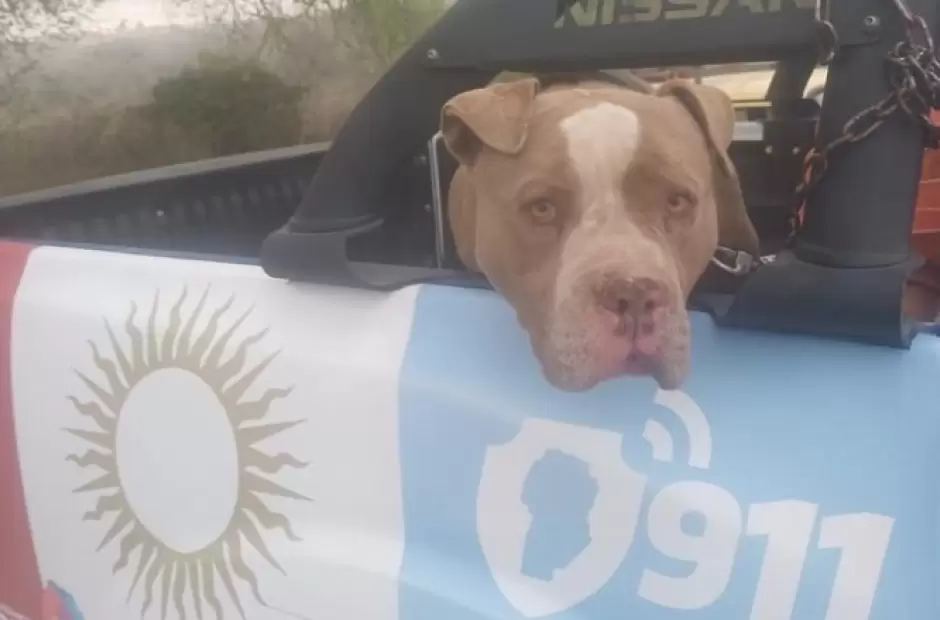 El pitbull cuando era trasladado a la comisar�a