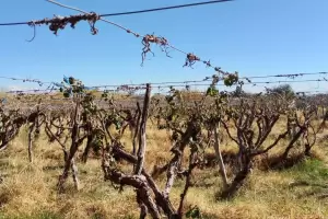La fuerte helada afect� vi�edos en Fiambal�: realizan un relevamiento de los da�os