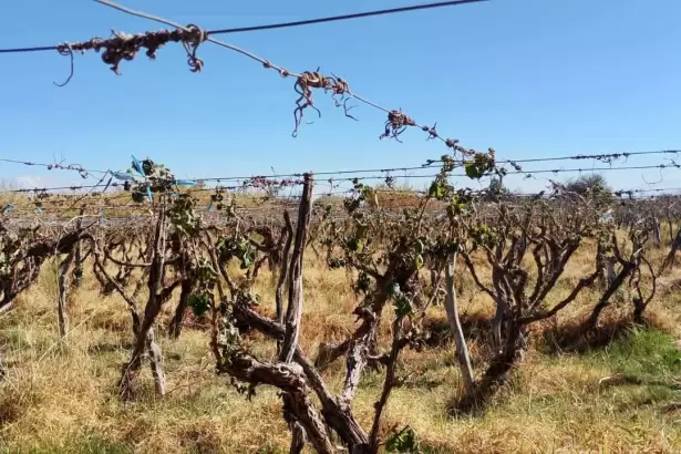 La fuerte helada afect� vi�edos en Fiambal�: realizan un relevamiento de los da�os