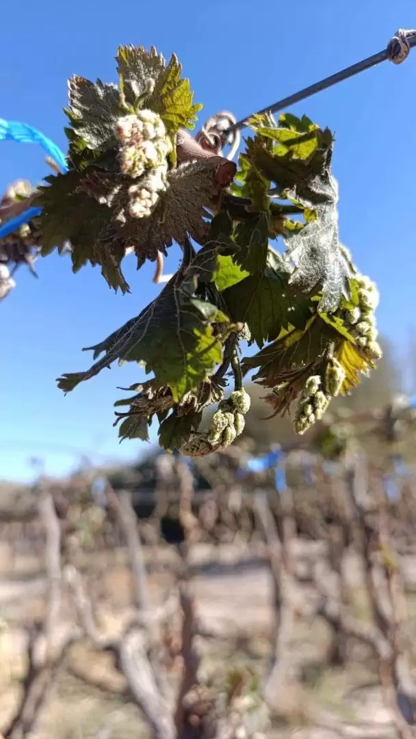 viñedos fiambala