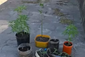 Hallan m�s de dos docenas de plantines de marihuana en un domicilio de Catamarca
