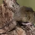 Detectan por primera vez en Catamarca roedores silvestres portadores de Hantavirus