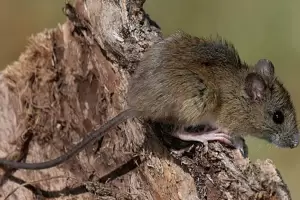 Detectan por primera vez en Catamarca roedores silvestres portadores de Hantavirus