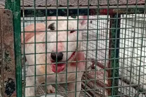 �Hay razas de perros peligrosas?: ponen el foco en la educaci�n y el rol de los due�os