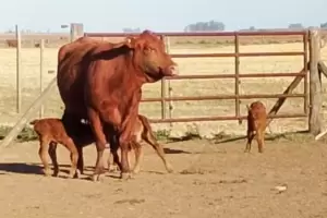 Una vaca tuvo trillizos de manera natural: "Ocurre una vez cada 100 mil casos"