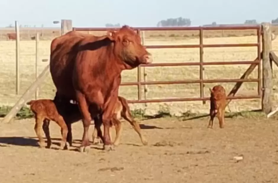 La vaca  Aberdeen Angus colorada y sus tres terneros