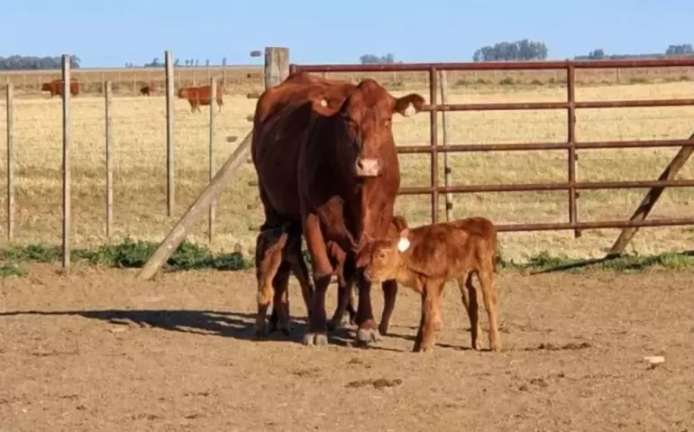 La vaca  Aberdeen Angus colorada y sus tres terneros