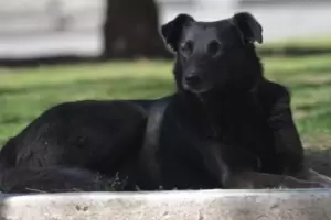 Alerta sanitaria: se confirmaron casos de leptospirosis canina en Recreo