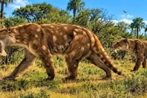 Hist�rico: hallan una nueva especie de marsupial "dientes de sable" que vivi� en Argentina