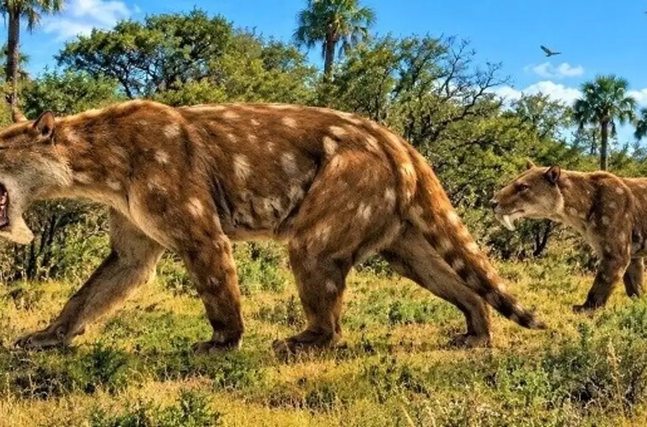 Pampaluctor calibar