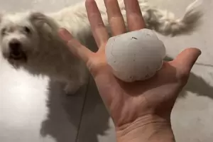 Tremendo: as� es el granizo que cay� en distintas zonas de C�rdoba