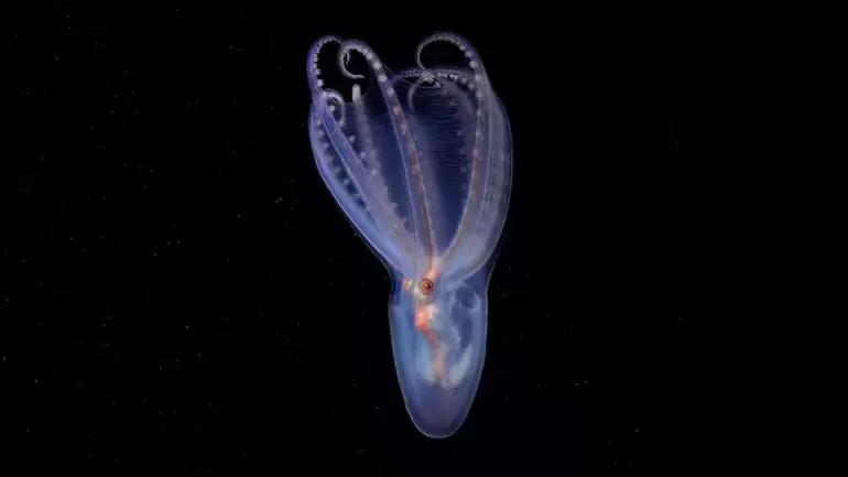 especies mar argentino