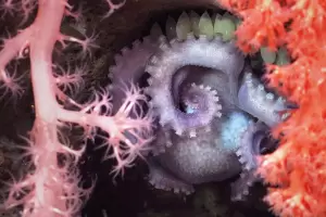 Confirmaron el hallazgo de 57 nuevas especies en la expedici�n hist�rica del CONICET