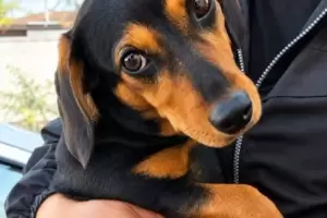 Crueldad animal: imputaron al sujeto acusado de maltratar a "Margarita"