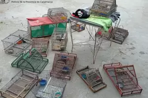 Secuestraron 17 aves y 15 jaulas durante registros domiciliarios en Catamarca