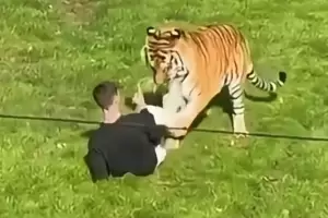 Tragedia: un hombre muri� al ser atacado por un tigre en un parque de vida silvestre
