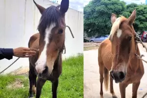 Capturaron dos caballos sueltos que pon�an en riesgo la seguridad vial en Catamarca