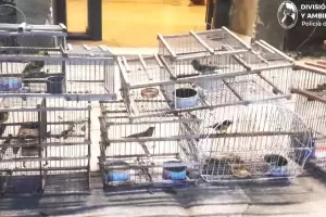 Rescataron diez aves silvestres en un operativo contra el tr�fico de fauna