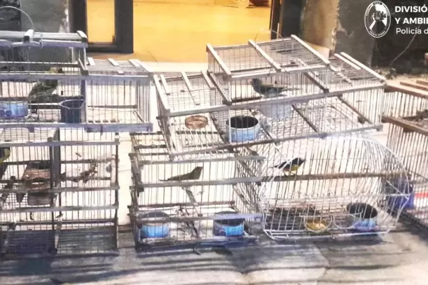 Rescataron diez aves silvestres en un operativo contra el tr�fico de fauna