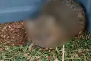 Rescataron una criatura "poco frecuente": estaba malnutrida y llena de pulgas
