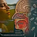 Meningoencefalitis amebiana en Fiambal�: el Colegio M�dico explic� los riesgos