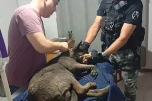 Rescataron a un perro con lesiones en una vivienda de Catamarca
