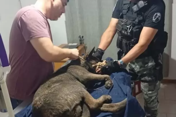 Rescataron a un perro con lesiones en una vivienda de Catamarca