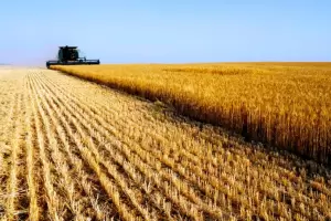 Pese a la chicharrita, la Argentina se posiciona como l�der del mercado mundial de ma�z