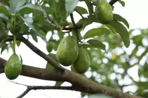 Tragedia: muri� un beb� reci�n nacido tras recibir el impacto de una palta en la cabeza