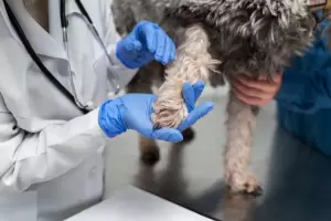 Leptospirosis en Argentina: confirmaron 76 casos en humanos y un aumento del 76% en perros